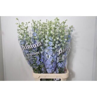 Freshy Delphinium El Dewi Boy