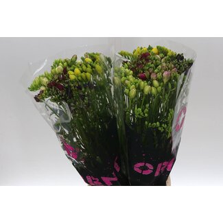 Freshy Freesia dubbel Gemengd