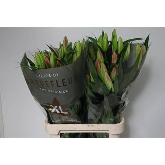 Freshy Lelie Oriental Aqua Dalian