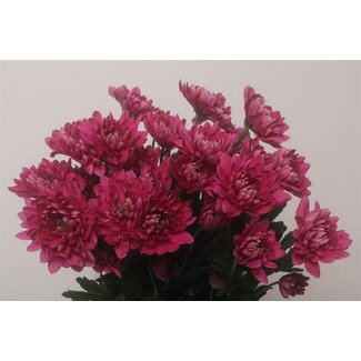 Freshy Chrysant T Prada