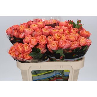 Freshy R tros La Mandarina