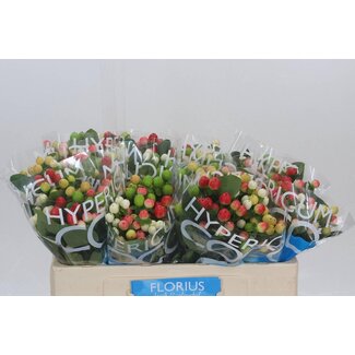 Freshy Hypericum Coco Colours Gemengd