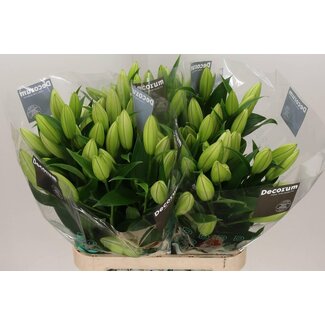 Freshy Lelie Oriental Aqua Tisento