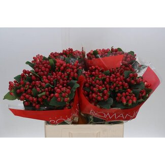 Freshy Hypericum True Romance