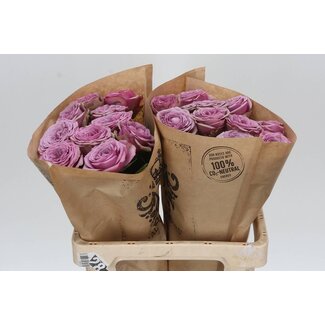 Freshy Rosa Smokey Eyes