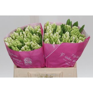 Freshy Hyacinth Top White