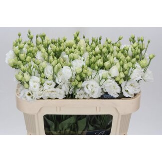 Freshy Eustoma Gevuld Alissa Pure White