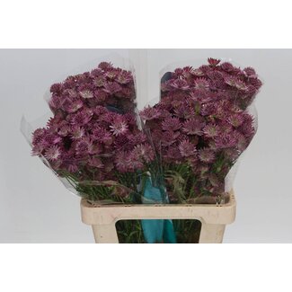 Freshy Astrantia Roma