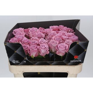 Freshy Rosa Nayeli X L