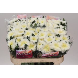 Freshy Chrysant deco Etrusko White