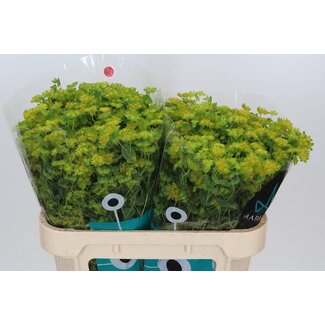 Freshy Bupleurum Rotundifolium