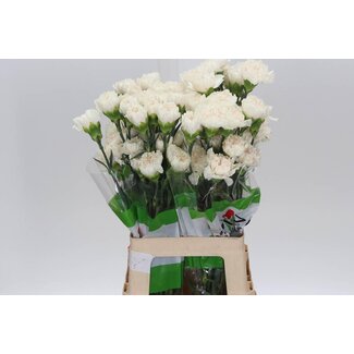 Freshy Anjer Lang Moon Golem