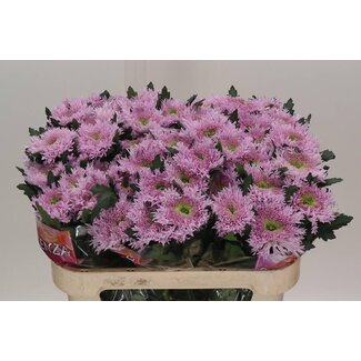 Freshy Chrysant deco Etrusko