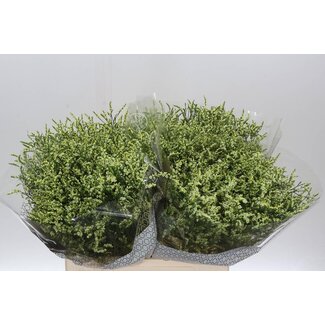 Freshy Limonium Sin China Lemon