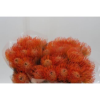 Freshy Nutans Ayoba Sun