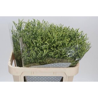Freshy Limonium Sin China Lemon