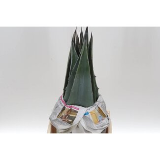 Freshy Agave Blad 50cm