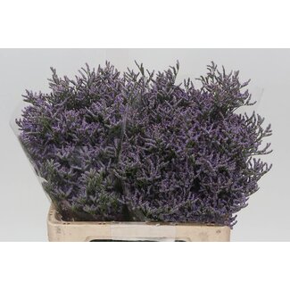 Freshy Limonium Skylight