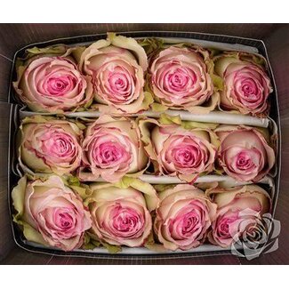 Freshy R Eq Esperance