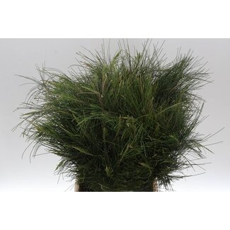Freshy Casuarina 300gr (p. bos)