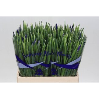 Freshy Iris Blue Magic