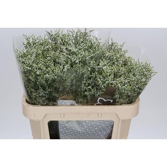 Freshy Limonium Sin Clear Diamon