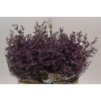 Freshy Limonium Saf Pink Sky