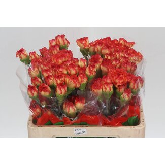 Freshy Anjer Kort Zenit