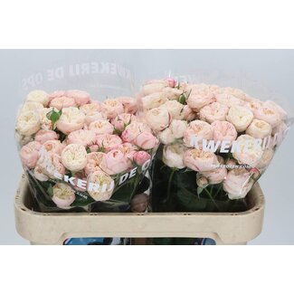 Freshy R tros Royal Blush