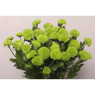 Freshy Chrysant T Feeling Gr Dark