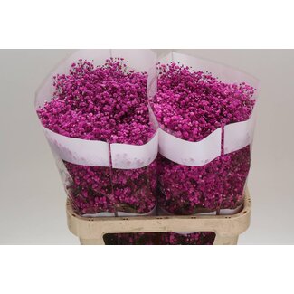 Freshy Gyps Kleurbehandeld Cerise