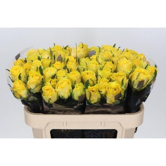 Freshy Rosa Golden Smile