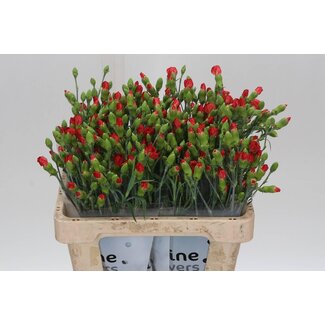 Freshy Trosanjer Enkelbloemig Hollands Solomio Clif