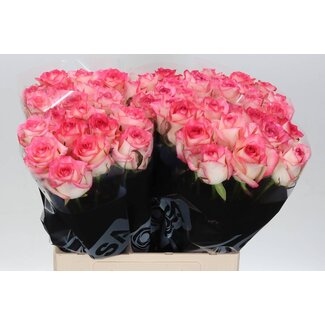 Freshy Rosa Jumilia X L