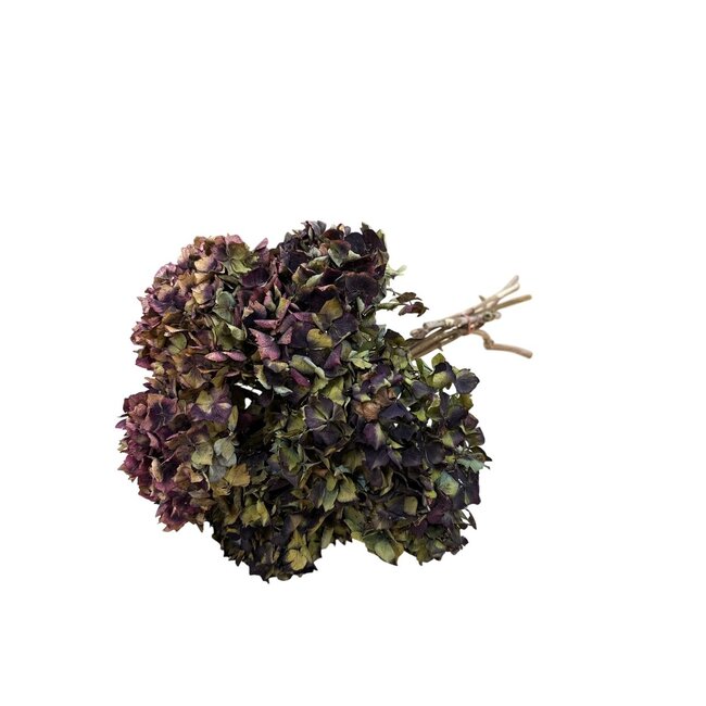 Natural Hydrangea Mix | Dried Hydrangea Flowers | Length ± 35 centimetres | Per 5 stems