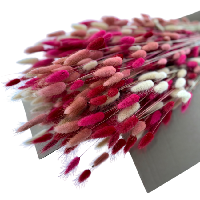 Lagurus Lady Mix Trockenblumen | Länge ± 65 Zentimeter | Gewicht ± 100 Gramm