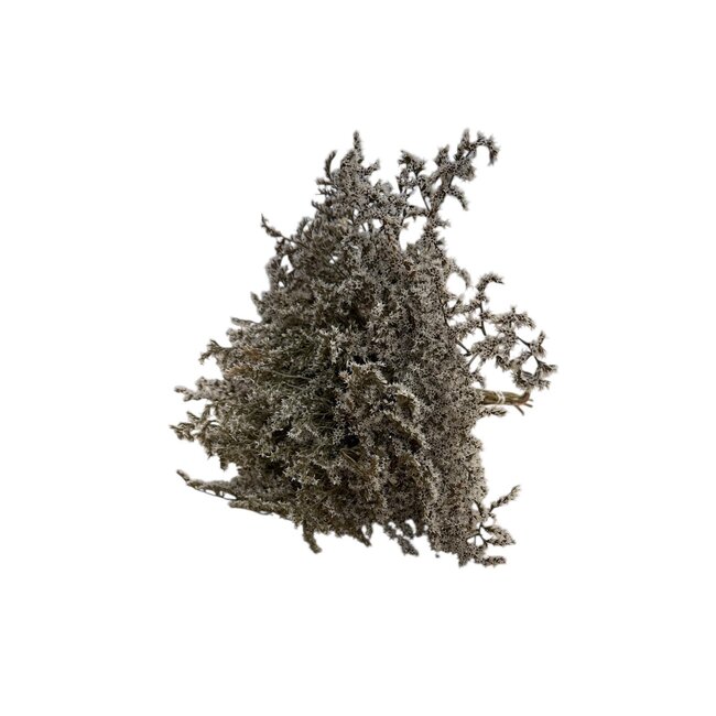 Lavande de mer blanche naturelle | Limonium Tataricum | Longueur ± 30 cm | Par 5 tiges