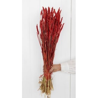 Dutch Dried Red Triticum - Dried Wheat Flowers | Length ± 70 centimetres | Weight ± 175 grams