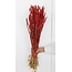 Red Triticum - Wheat dried flowers | Length ± 70 centimetres | Weight ± 175 grams