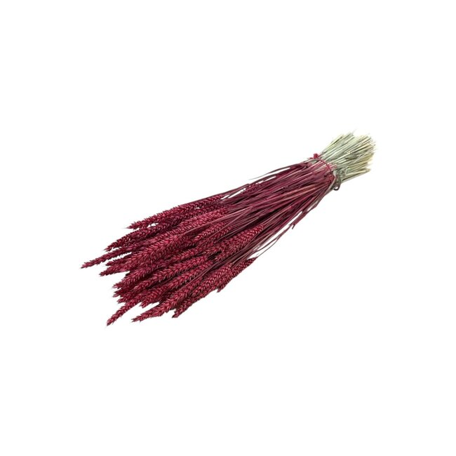 Red Triticum - Wheat dried flowers | Length ± 70 centimetres | Weight ± 175 grams