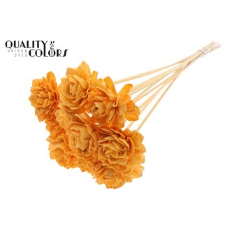 QC Shola Dahlia sur tige | Couleur: abricot | Shola Dhalya | Diamètre 6 centimeter | Longueur ± 50 centimeter | 10 piques supplémentaires par bouquet | Par bouquet