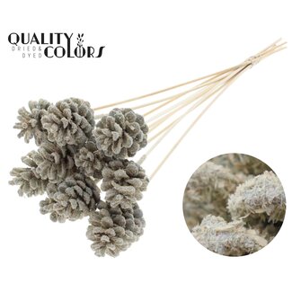 QC Kiefernzapfen am Stiel | Farbe: Sägemehl cremefarben | Durchmesser 5 - 7 centimeter | Länge ± 50 centimeter | 10 Zierstecker pro Bund