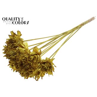 QC Shola Blume am Stiel | Farbe: Gelb | Shola Slice Pine | Durchmesser 6 centimeter | Länge ± 50 centimeter | 10 Beistecker pro Bund | Pro Bund