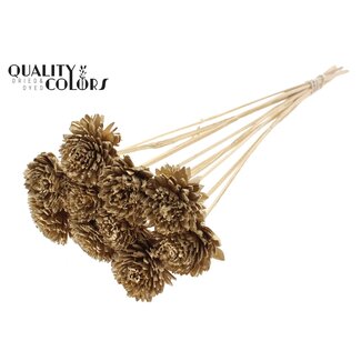 QC Shola Zinnia Blume am Stiel | Farbe: Antik Goldfarben | Shola Zinia | Durchmesser 6 centimeter | Länge ± 50 centimeter | 10 Beistecker pro Bund | Pro Bund