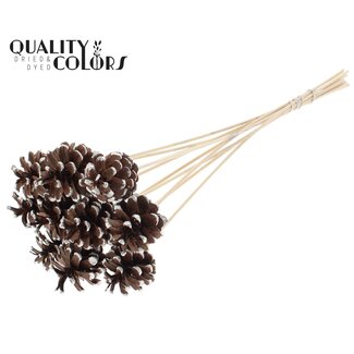 QC Pine cone on stick | Colour: Brown with Platinum-coloured Tip | Diameter 5 - 7 centimetres | Length ± 50 centimetres | 10 picks per bunch