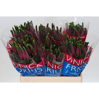 Freshy Veronica Smart Iselle