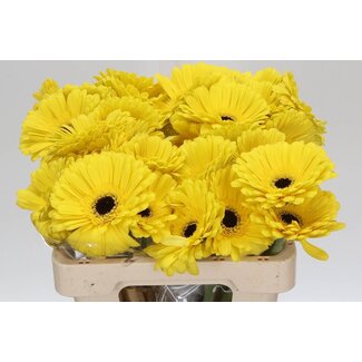 Freshy Gerbera * Don Leo X10