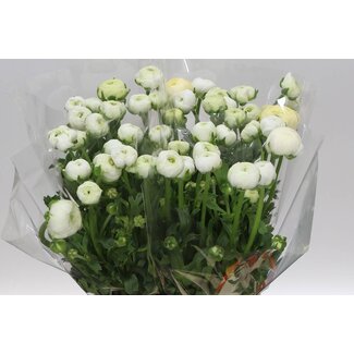 Freshy Ranunculus Elegance White Bio