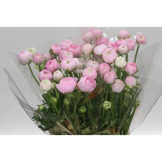 Freshy Ranunculus Aazur Li Pink Bio