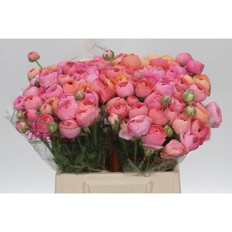 Freshy Ranunculus Cloony S. X50 Mix Pastel